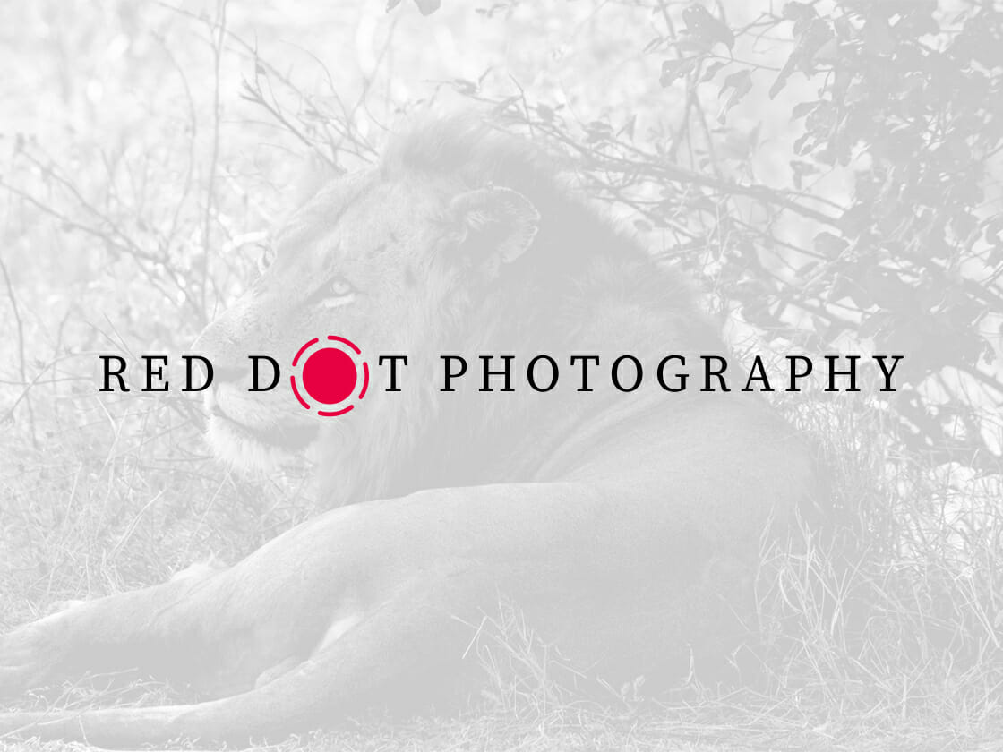 Lion resting in the grass, overlaid with the 'Red Dot Photography' logo.