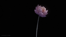 Bloom prototype image
