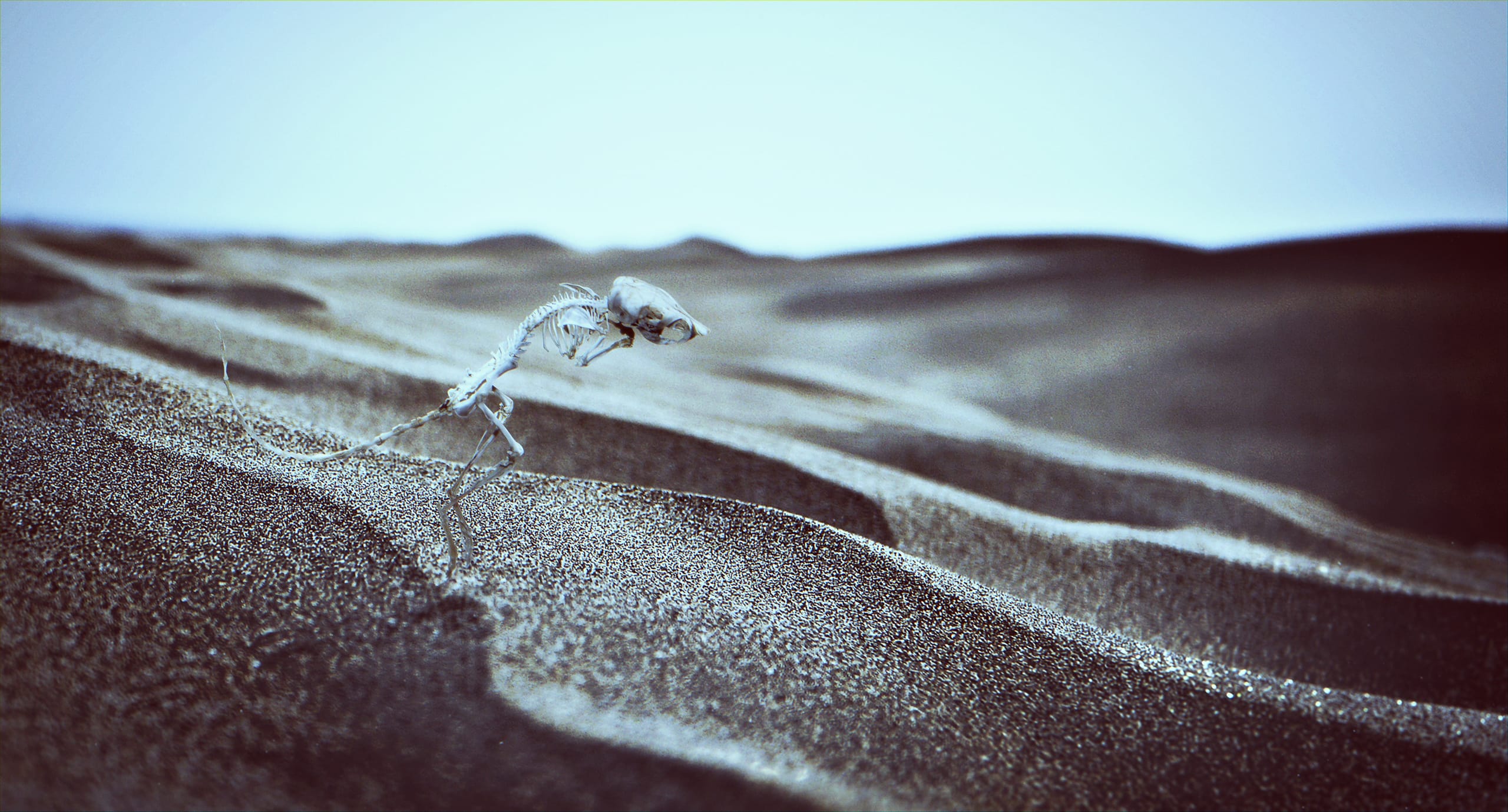 A small animal skeleton, partially buried, sits in the foreground on rippled sand dunes under an overcast sky. The bones appear bleached, contrasting with the dark sand. The landscape stretches into the distance, showcasing the wavy texture of the dunes.