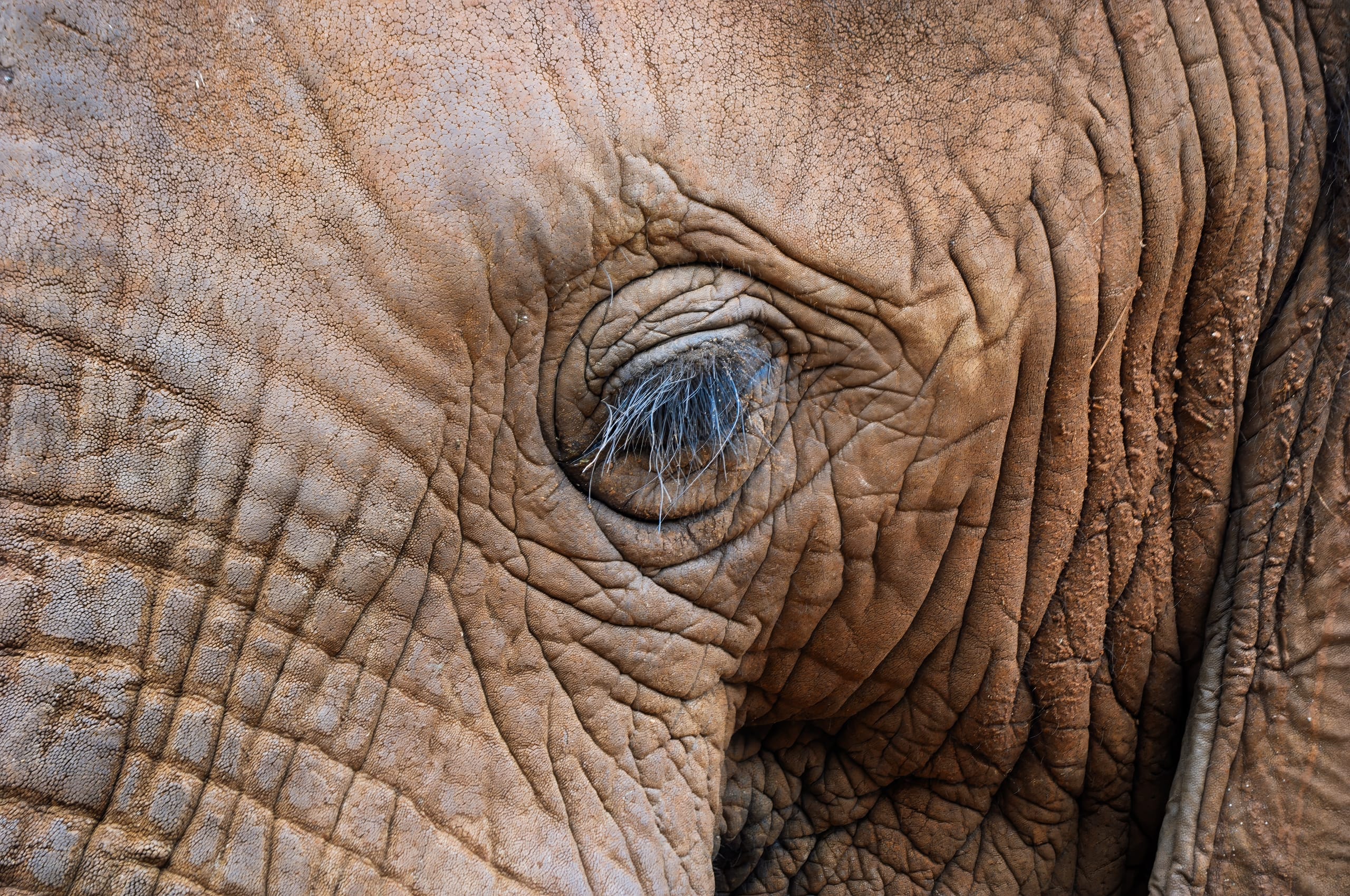 Close-up of an elephant's eye, surrounded by deep, textured wrinkles in its rough, brown skin. Coarse, gray lashes frame the eye, adding contrast to the intricate patterns of the skin. The image highlights the elephant's natural texture and detail.