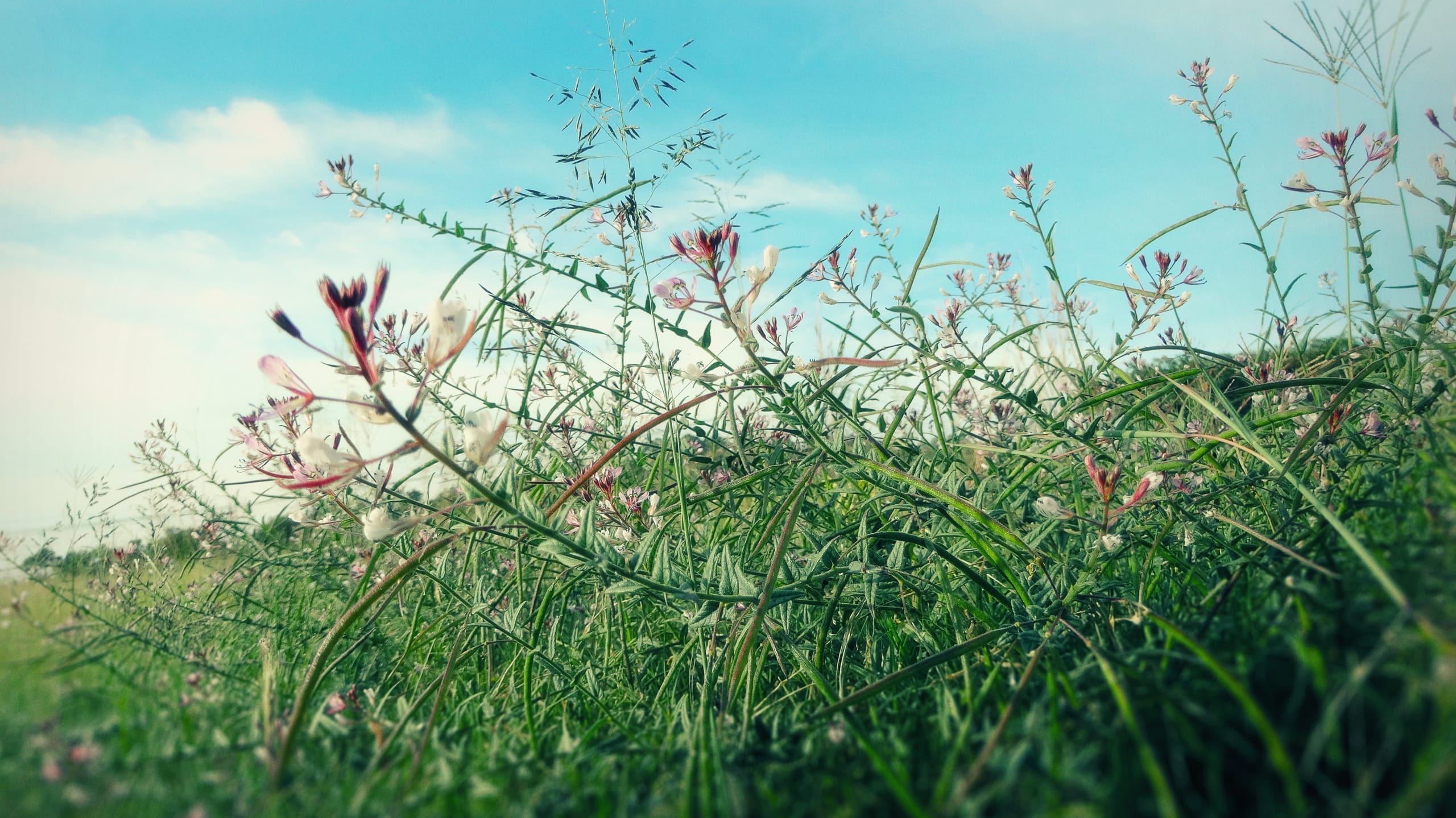 A field of tall, wild grasses and delicate pink and white flowers against a bright blue sky with scattered clouds. The grass and flowers sway gently, creating a serene and natural scene. The low angle provides an immersive view of the vegetation stretching towards the sky.