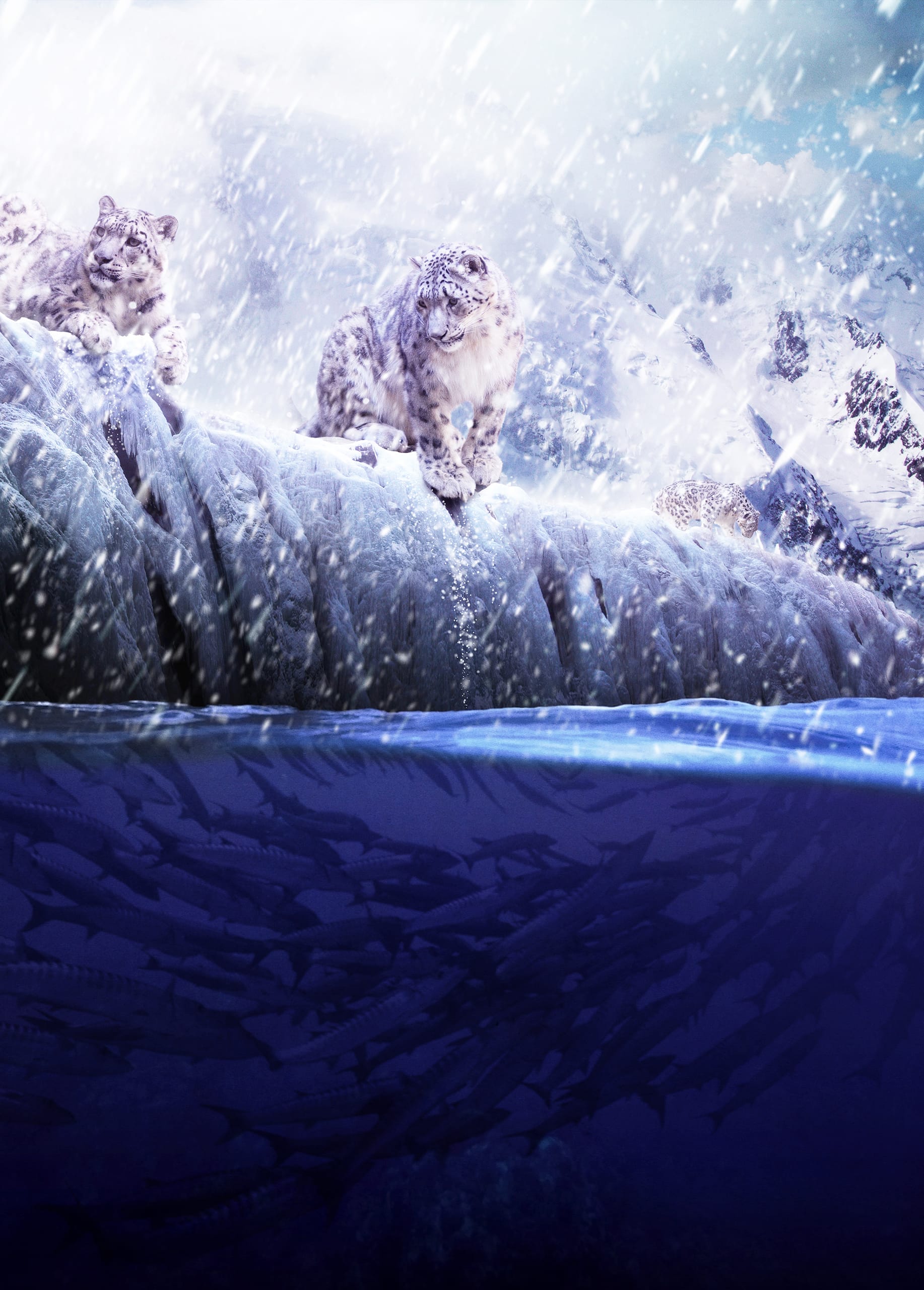 Three inquisitive snow leopards stand atop an icy, snow-covered rock in a blizzard. Below the rock, a cutaway view reveals a large school of fish swimming in dark blue water. Snow and ice dominate the landscape, creating a cold, harsh environment.