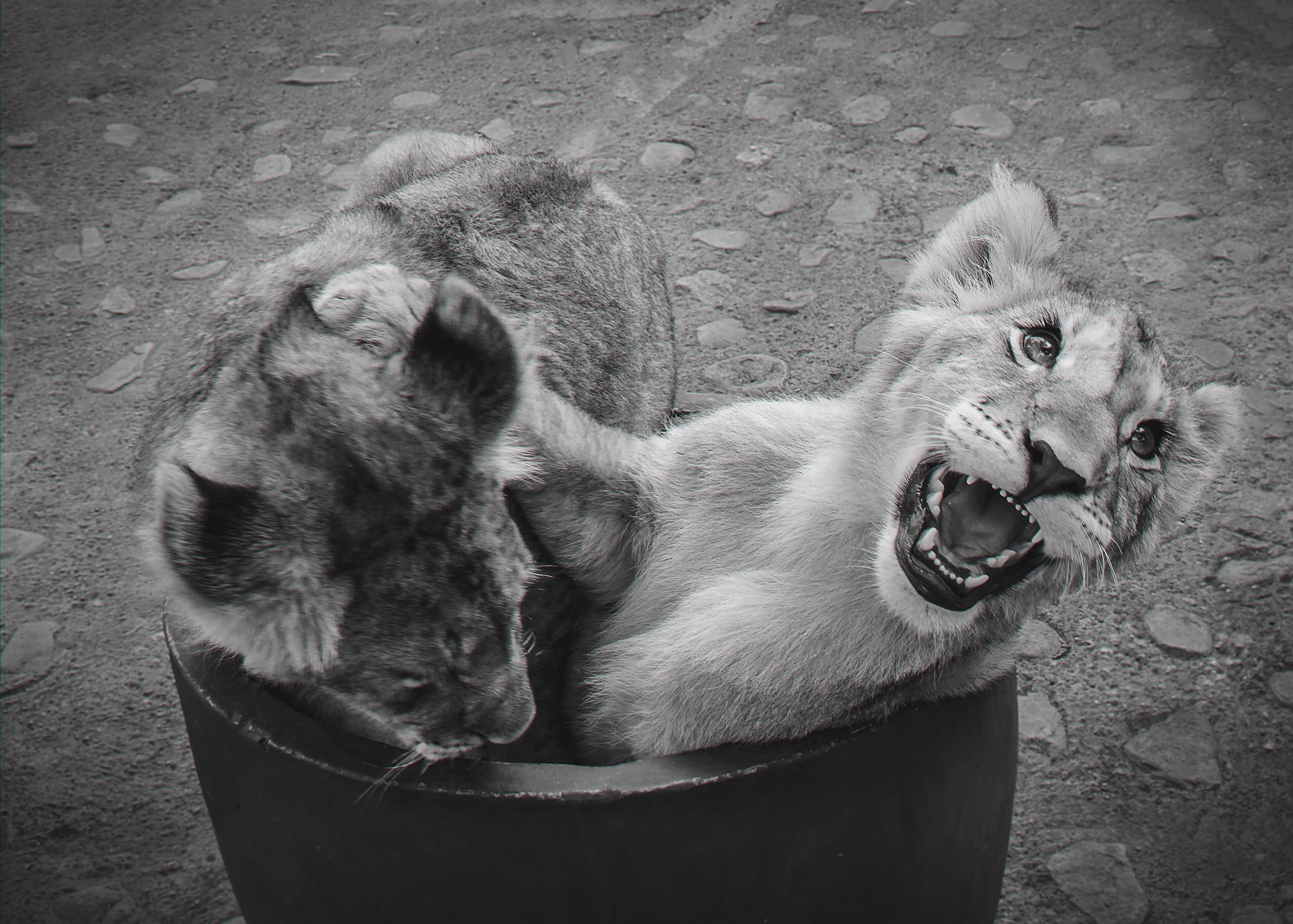A black-and-white photo shows two Lion Cubs together. One cub, on the left, faces downwards, partially obscured by the other, which is on the right and appears playful, with its mouth open wide as if roaring or yawning. They are inside a circular container on a textured ground.