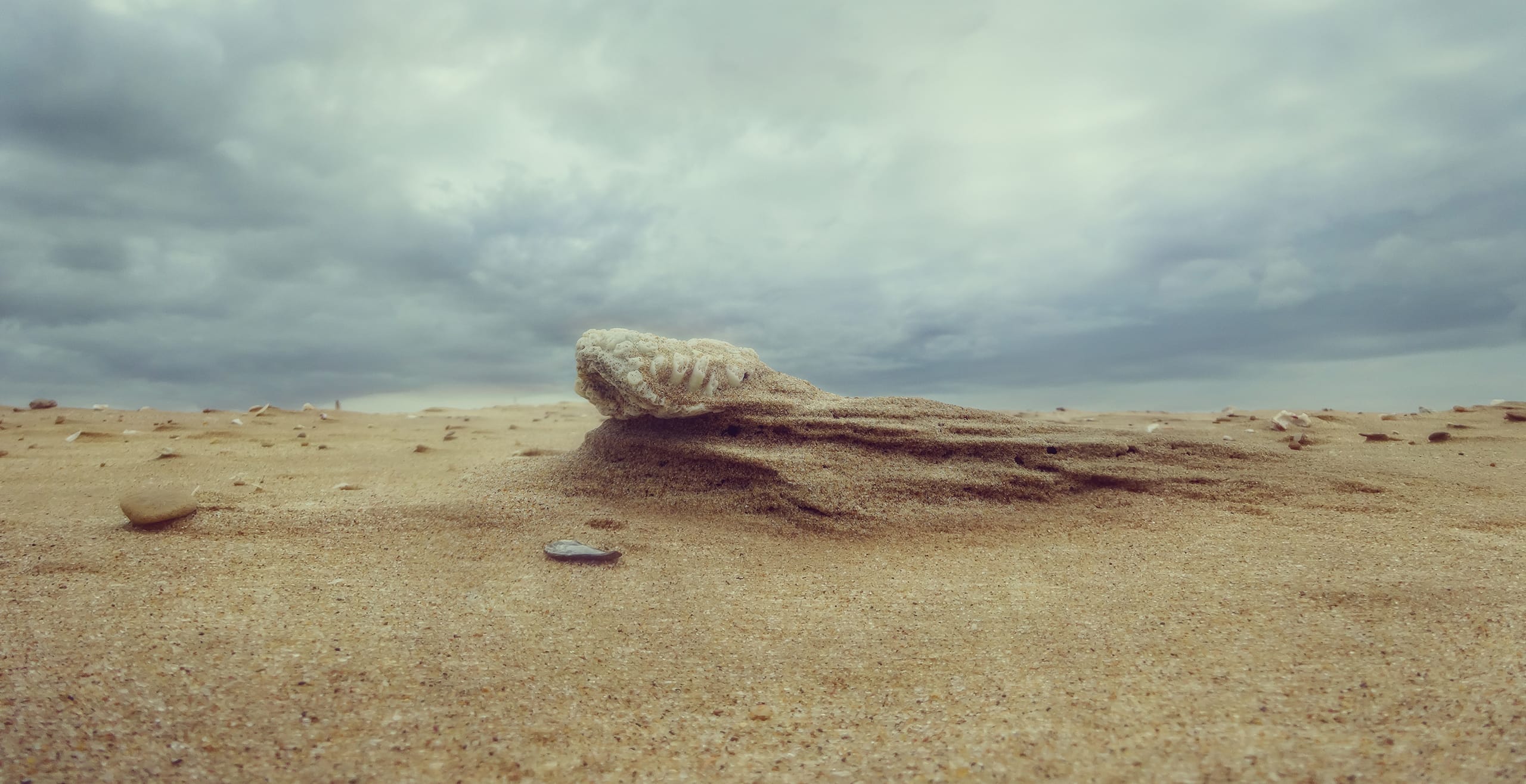 A close-up of a sandy beach with a piece of driftwood partially buried in the sand. The sky above is cloudy and overcast, casting a muted light over the scene. Small pebbles and shells are scattered around the beach, evoking memories as they add texture to the sandy expanse.