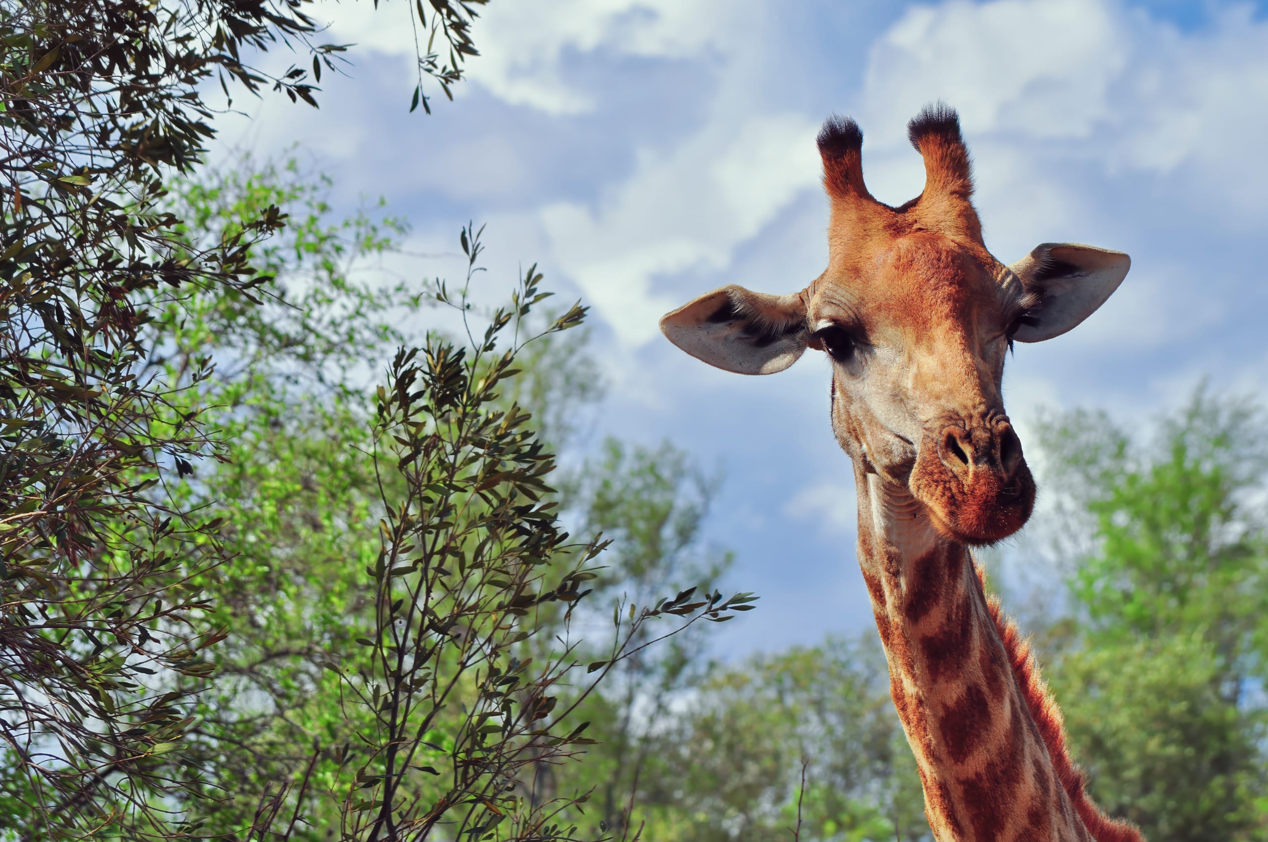 In the Pilanesberg, a giraffe with two ossicones gracefully stands before lush green foliage under a partly cloudy blue sky. Its long neck reaches towards the camera, surrounded by leafy branches, while bright lighting highlights its distinctive patterns and features.