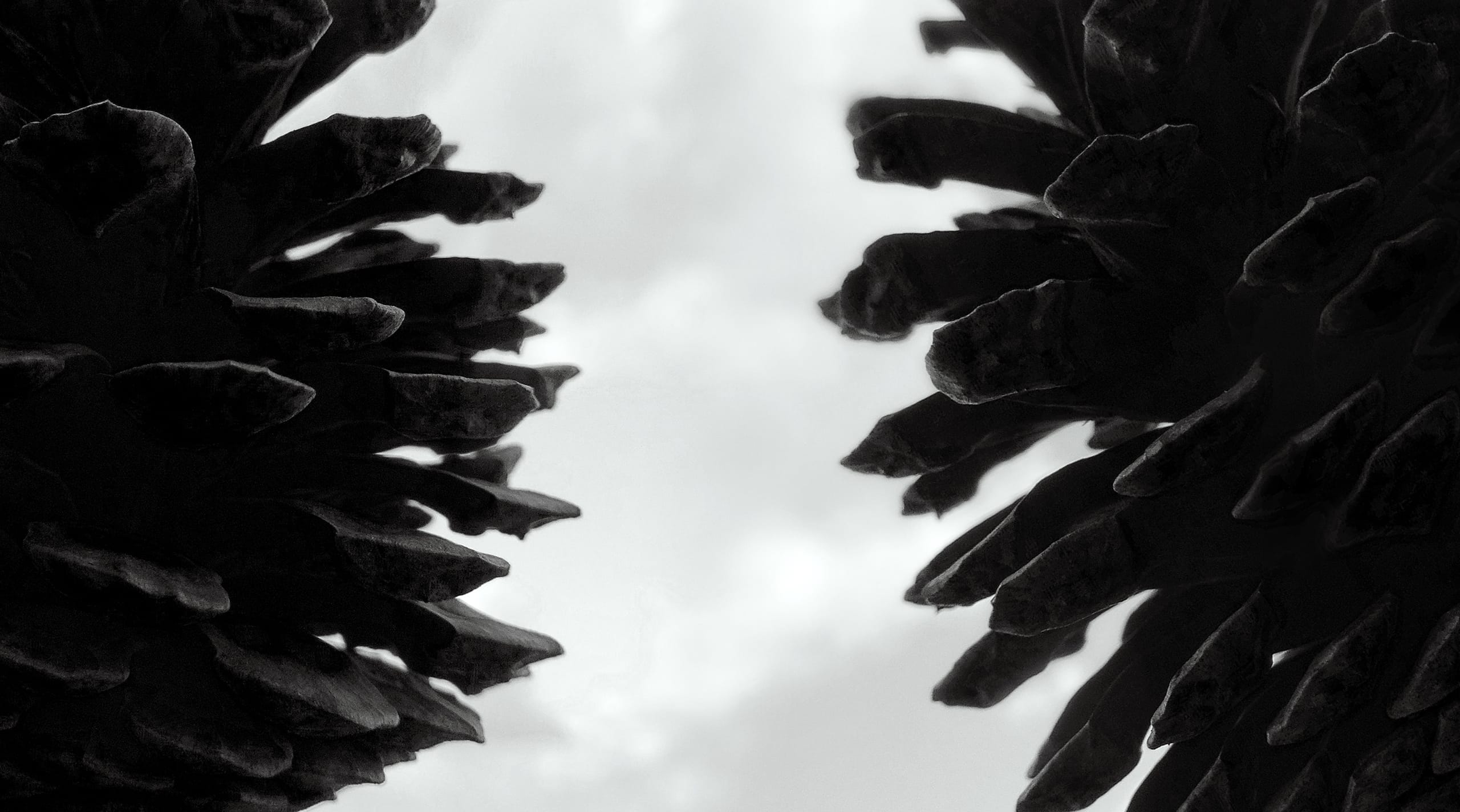 Close-up image of two large pine cones silhouetted against a bright, cloudy sky. The dark outlines of the cones emphasize their layered scales, creating a dramatic contrast with the soft, white clouds in the background. The overall tone of the image is monochromatic.