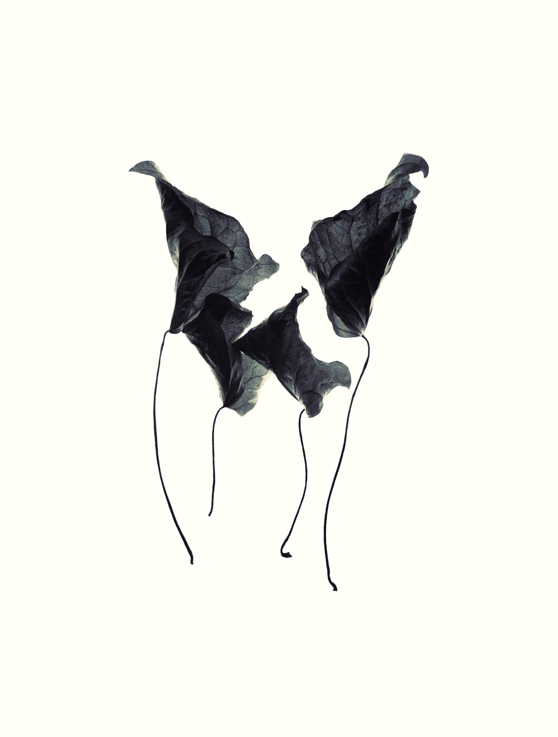 Four dark, withered leaves are suspended against a white background. Each old leaf has a thin stem curling downward, creating a sense of delicate balance. The leaves appear brittle and are positioned to form an abstract, minimalist composition, evoking thoughts of old leaf transformation.