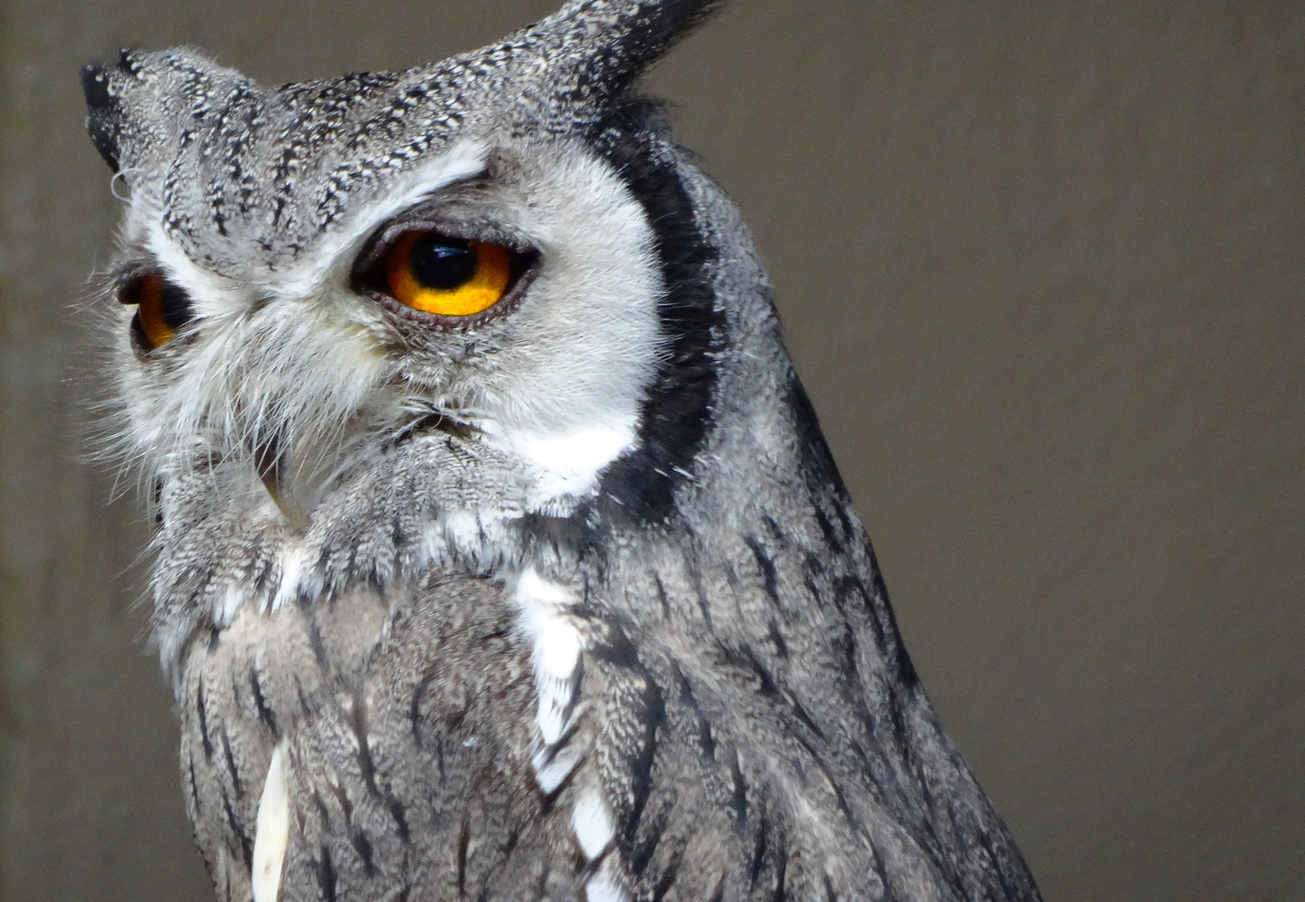 A close-up of a northern white-faced owl with striking orange eyes and gray and white plumage. The owl's head is turned slightly to the left, showcasing its distinct tufted ears and textured feathers against a soft-focus background.