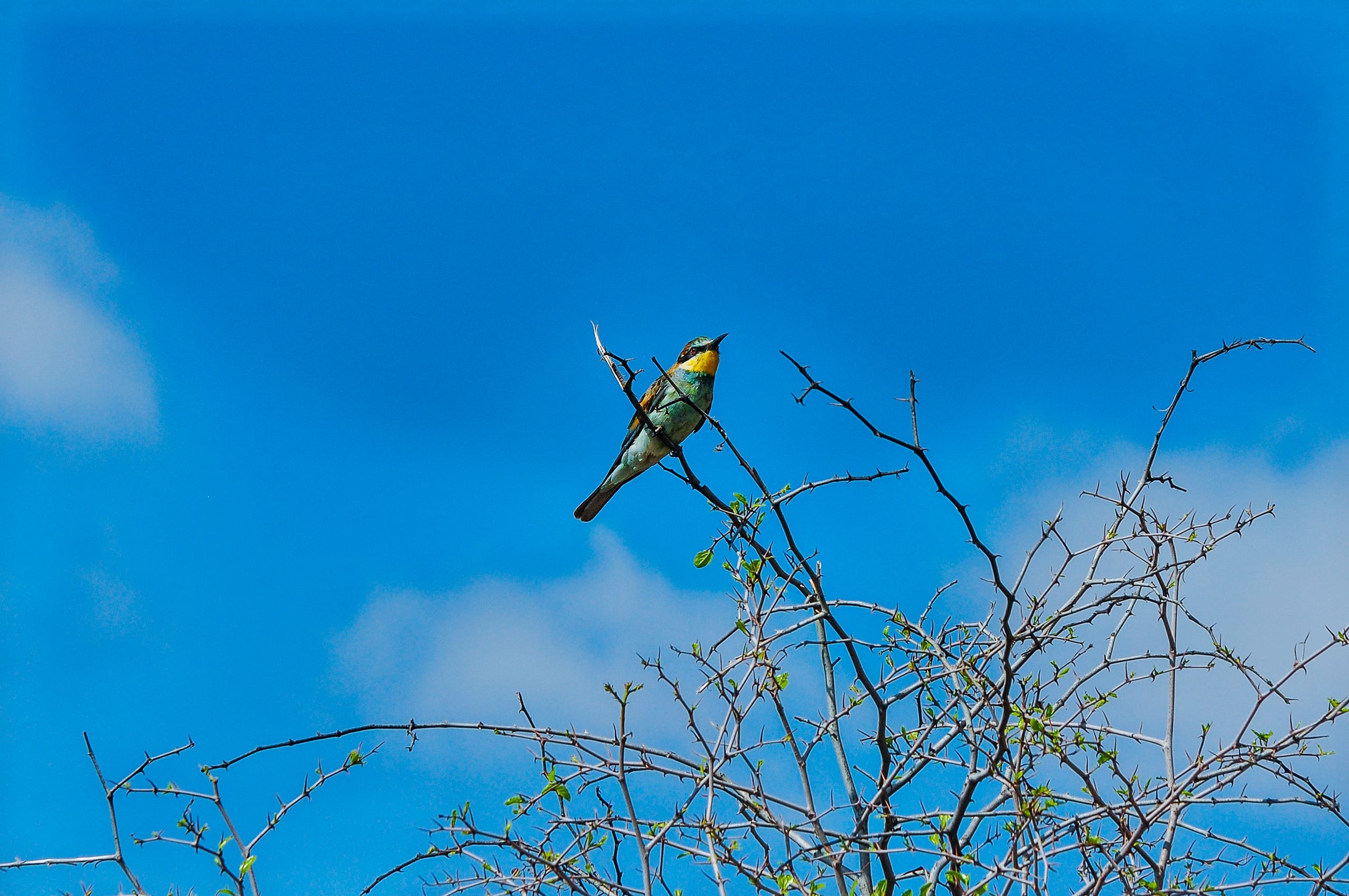 A small bird with vibrant green and yellow plumage perches on a branch of a leafless tree against a bright blue sky with a few white clouds. The bird is captured in profile, looking upward, with thin branches and sparse green leaves surrounding it.