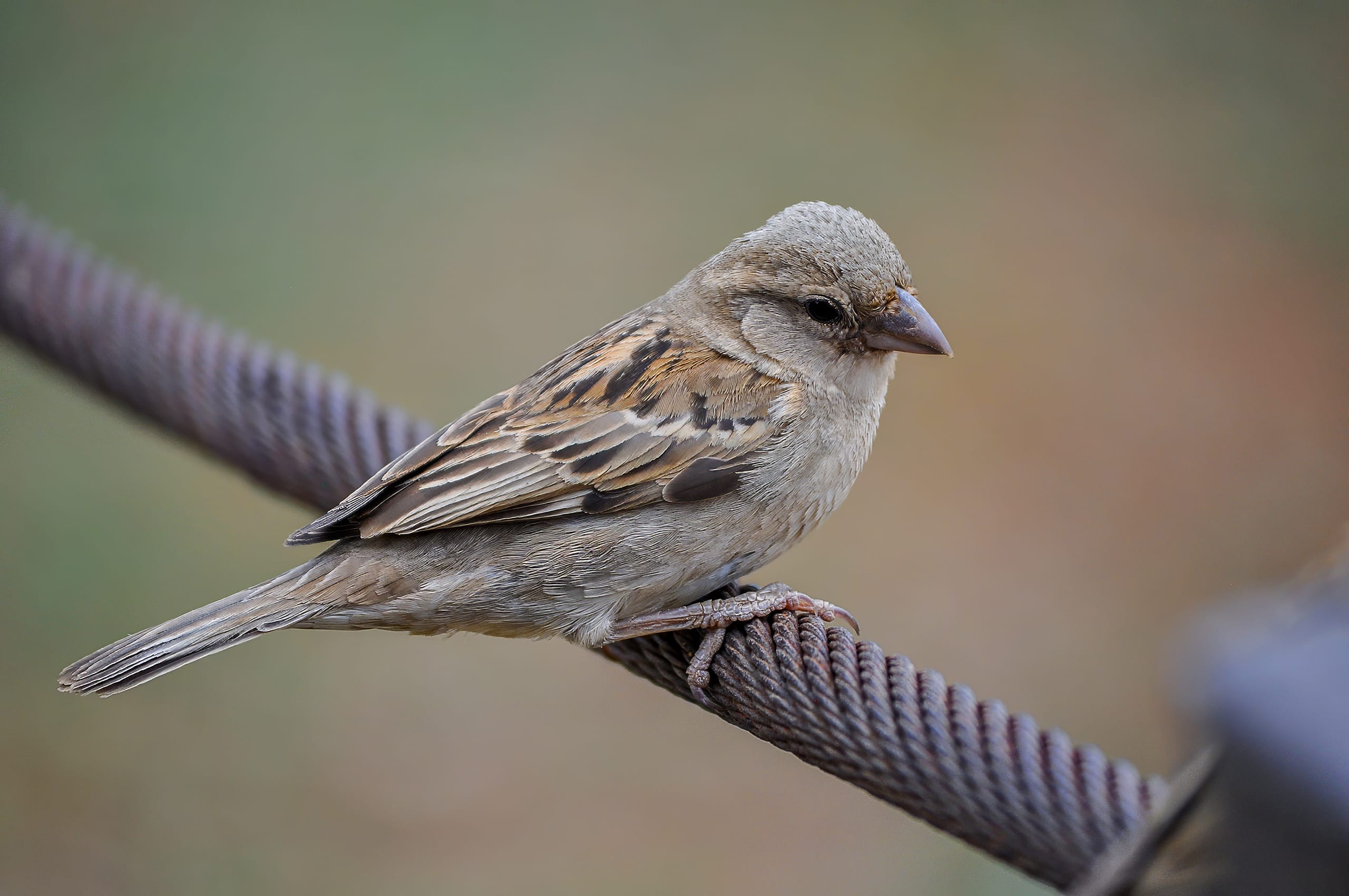 A small brown bird, possibly a sparrow, perches on a thick, twisted rope. The bird has light brown feathers with darker streaks on its wings and a soft gray underbelly. The background is blurred, featuring earthy tones of green and brown, highlighting the bird's detailed plumage.