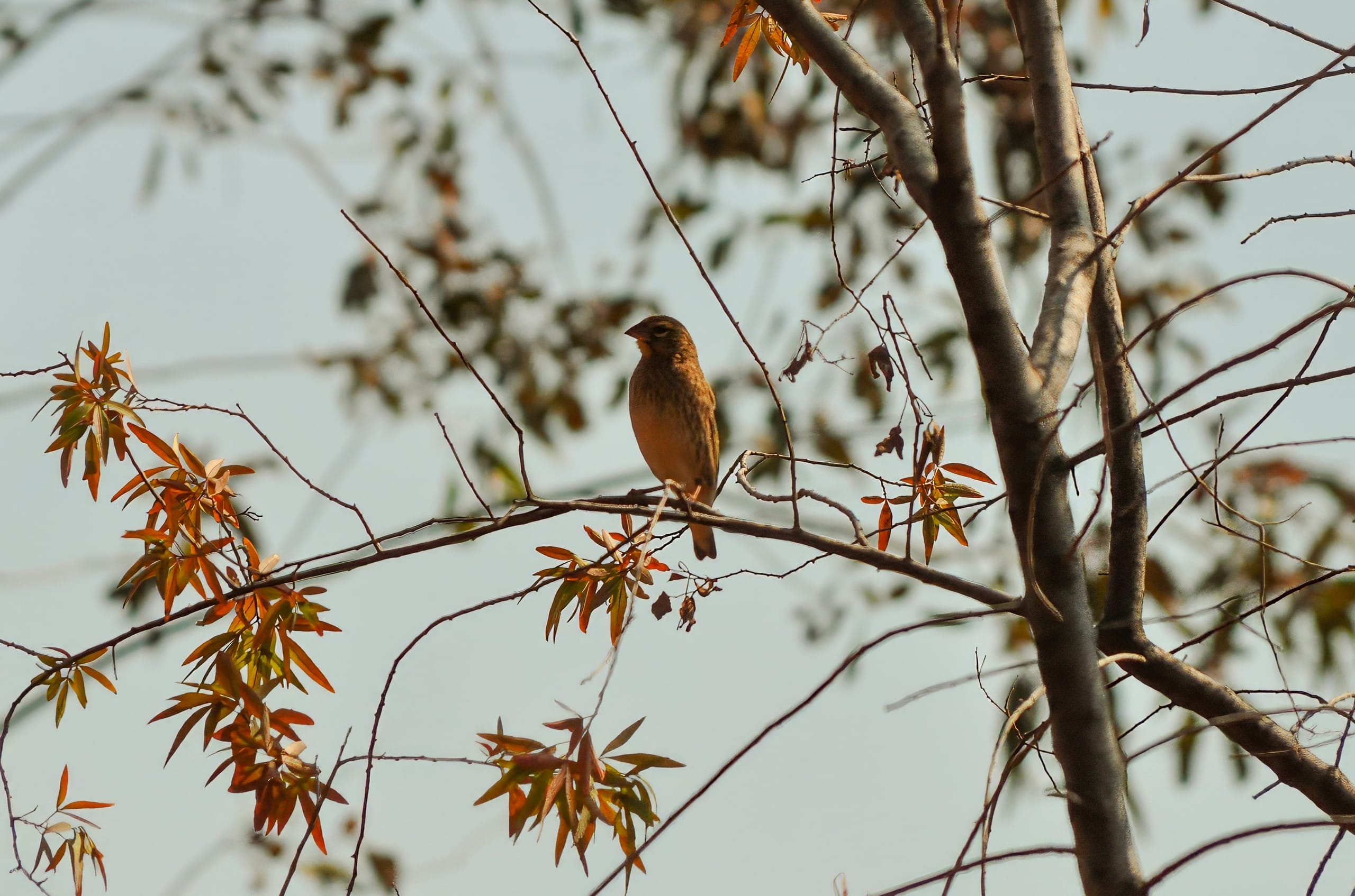 A small bird with brown feathers is perched on a slender branch of a deciduous tree. The tree has a mix of orange and green leaves, suggesting early autumn. The background is a soft, light blue sky, and other branches are faintly visible.