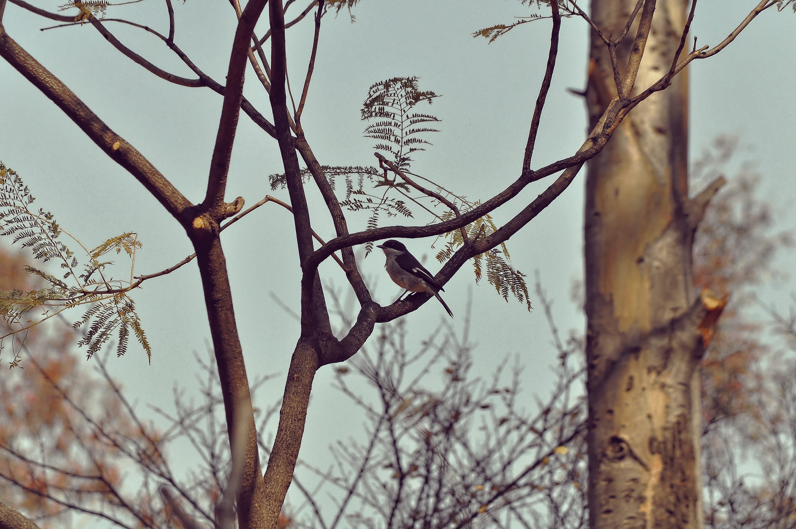 A small bird perched on a bare tree branch amid sparse, delicate leaves. The background features the trunks of trees with a muted sky, creating a serene, natural setting. The bird appears calm, blending harmoniously with its surroundings.