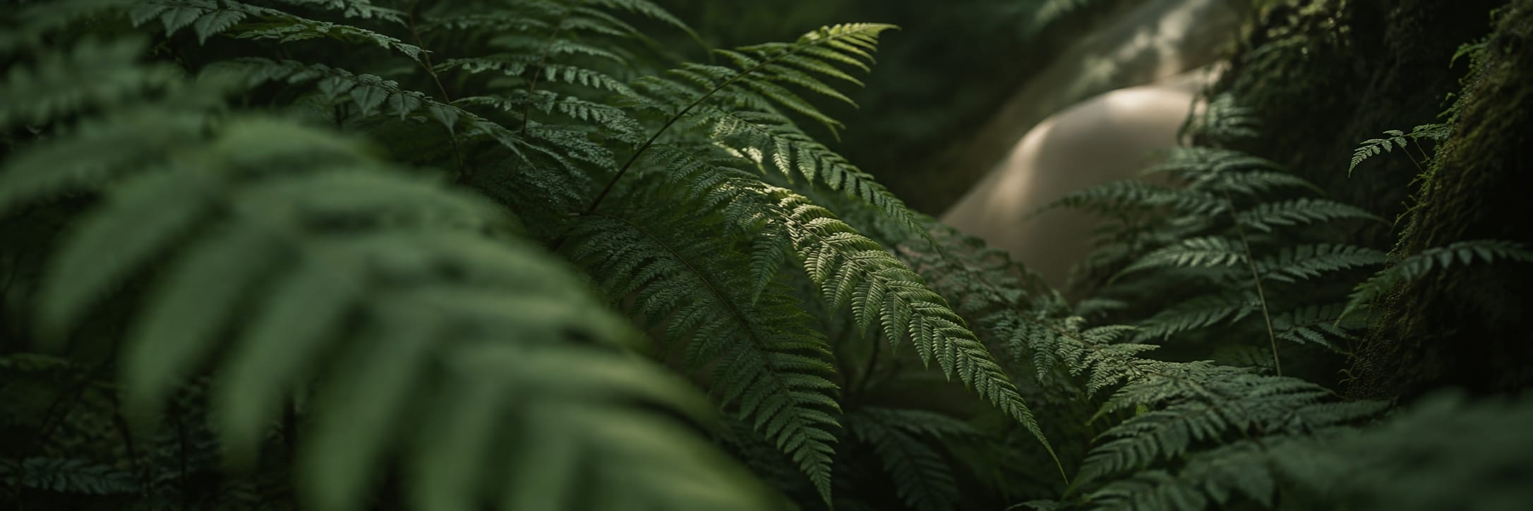 Layered green fern fronds recede into shadow beneath a narrow arc of soft light.