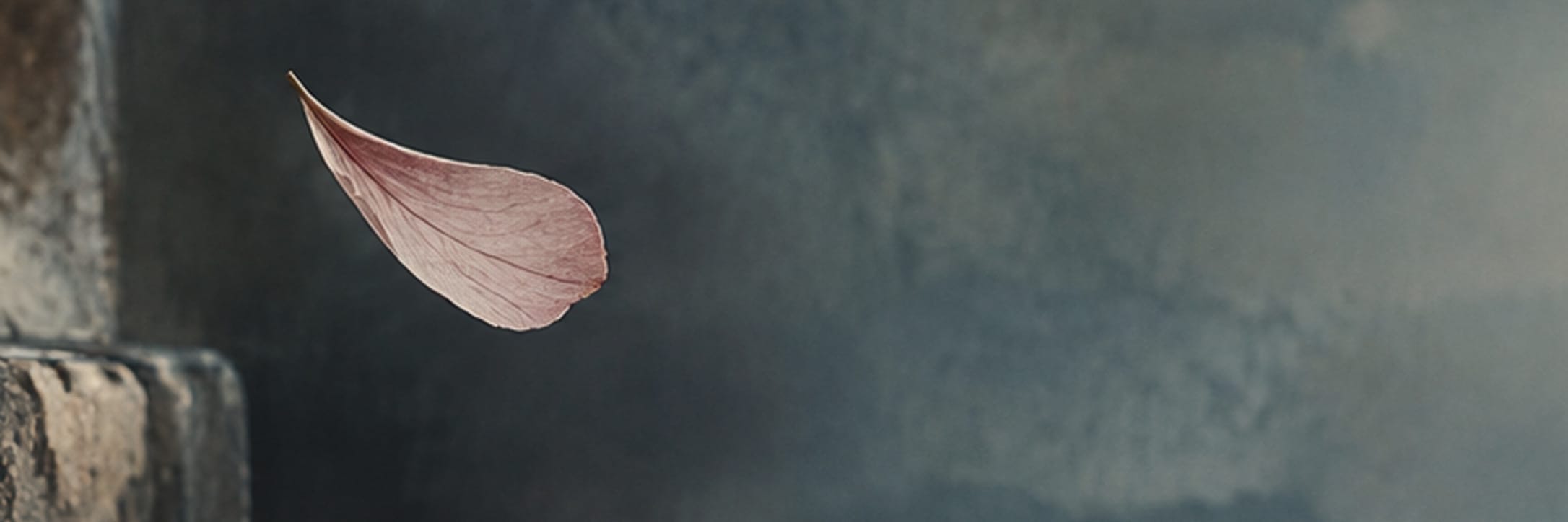 Text-free conceptual editorial artwork for the petal leaves a question.